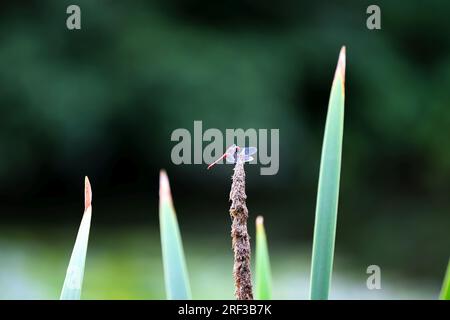 Berlin, Deutschland. 30. Juli 2023. Berlin: Dragonfly at the Pond in the Steglitz City Park (Foto: Simone Kuhlmey/Pacific Press) Kredit: Pacific Press Media Production Corp./Alamy Live News Stockfoto