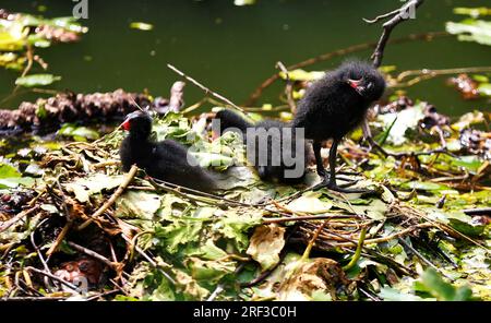 Berlin, Steglitz, Deutschland. 30. Juli 2023. Berlin: Ein Moorhen im Teich mit Lilieneinlagen im Steglitzer Stadtpark. (Kreditbild: © Simone Kuhlmey/Pacific Press via ZUMA Press Wire) NUR REDAKTIONELLE VERWENDUNG! Nicht für den kommerziellen GEBRAUCH! Stockfoto