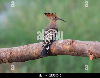 Der eurasische Hufohr Upupa hüpft auf einer rustoischen Holzstange Stockfoto