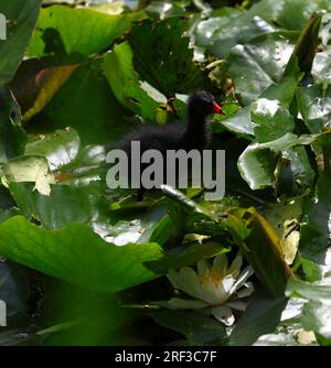 Berlin, Steglitz, Deutschland. 30. Juli 2023. Berlin: Ein Moorhen im Teich mit Lilieneinlagen im Steglitzer Stadtpark. (Kreditbild: © Simone Kuhlmey/Pacific Press via ZUMA Press Wire) NUR REDAKTIONELLE VERWENDUNG! Nicht für den kommerziellen GEBRAUCH! Stockfoto