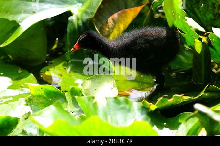 Berlin, Steglitz, Deutschland. 30. Juli 2023. Berlin: Ein Moorhen im Teich mit Lilieneinlagen im Steglitzer Stadtpark. (Kreditbild: © Simone Kuhlmey/Pacific Press via ZUMA Press Wire) NUR REDAKTIONELLE VERWENDUNG! Nicht für den kommerziellen GEBRAUCH! Stockfoto