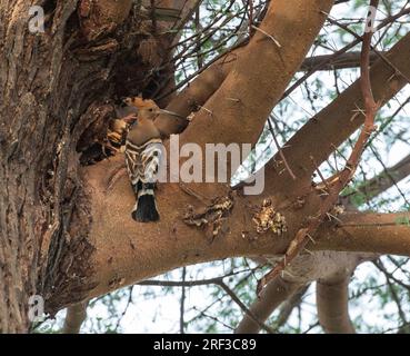 Der eurasische Hornvogel Upupa hüpft hoch in einem Baum, der nach Käfern jagt Stockfoto