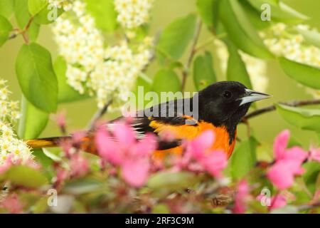 Ein männlicher Baltimore Oriole, der unter Blumen pausiert Stockfoto