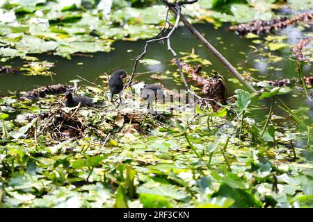 Berlin, Steglitz, Deutschland. 30. Juli 2023. Berlin: Ein Moorhen im Teich mit Lilieneinlagen im Steglitzer Stadtpark. (Kreditbild: © Simone Kuhlmey/Pacific Press via ZUMA Press Wire) NUR REDAKTIONELLE VERWENDUNG! Nicht für den kommerziellen GEBRAUCH! Stockfoto