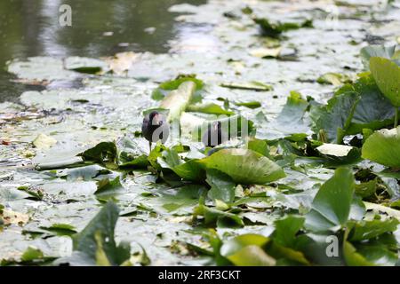 Berlin, Steglitz, Deutschland. 30. Juli 2023. Berlin: Ein Moorhen im Teich mit Lilieneinlagen im Steglitzer Stadtpark. (Kreditbild: © Simone Kuhlmey/Pacific Press via ZUMA Press Wire) NUR REDAKTIONELLE VERWENDUNG! Nicht für den kommerziellen GEBRAUCH! Stockfoto