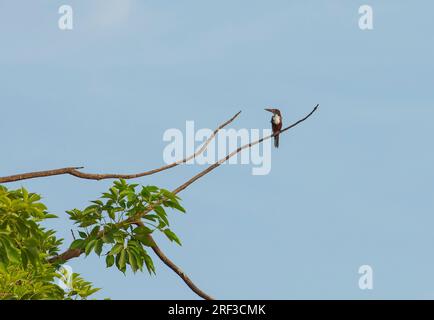 Weißkehlchen-Königsfischer-Vogel Halcyon smyrnensis, hoch oben auf einem Ast im Baum neben dem Fluss Stockfoto