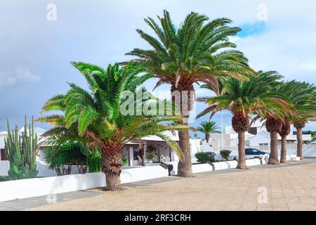 Palmen an der Promenade auf der Kanarischen Insel Lanzarote . Playa Honda auf Lanzarote Stockfoto