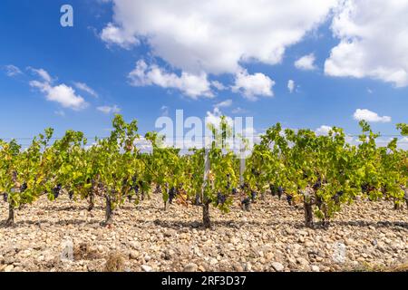Weinberge in der Nähe von Saint-Julien-Beychevelle, Bordeaux, Aquitaine, Frankreich Stockfoto