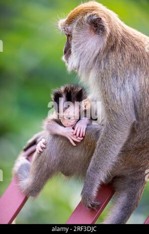 Eine weibliche Langschwanzmakake sitzt mit ihrem Baby auf ihrem Oberschenkel, dem Punggol Promenade Nature Walk, Singapur Stockfoto