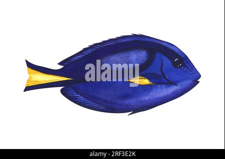 Aquarell tropischer marineblauer tang-Dorffffisch. Zeichentrickfilme, Aquariumtiere, die auf weißem Hintergrund isoliert dargestellt werden. Konzept für Label, Banner Stockfoto