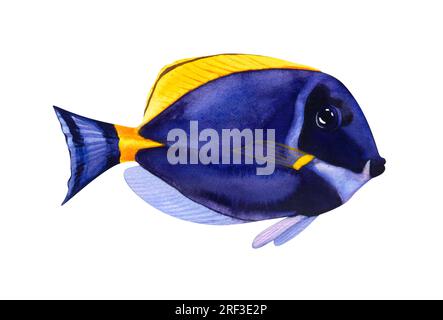 Wasserfarbene tropische Meeresfische auf weißem isoliertem Hintergrund Blauer Tang. Zeichnen Sie mit der Hand Cartoon-Aquariumtiere, die auf weißem Hintergrund isoliert dargestellt werden Stockfoto