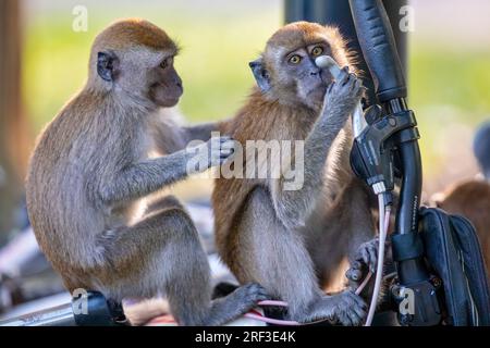 Eine Nahaufnahme von zwei jungen Langschwanzmakaken, die auf dem Fahrrad des Fotografen auf dem Punggol Promenade Nature Walk, Singapur, parken Stockfoto