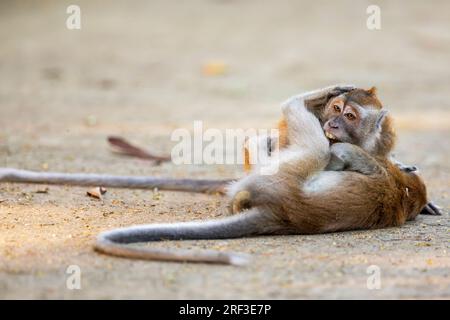 Zwei Langschwanzmakaken kämpfen und ringen auf der Rollbahn entlang des Punggol Promenade Nature Walk, Singapur Stockfoto