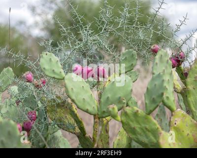 Im Freiland in Ayia Napa, Zypern, wachsende essbare rote Früchte auf Stachelbirnen-Kakteen. Stockfoto