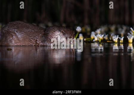 Erwachsener Otter (Lutra lutra), der eine Mahlzeit aus einem Lilienteich sucht. Stamford Lincolnshire UK. Mai 2023 Stockfoto