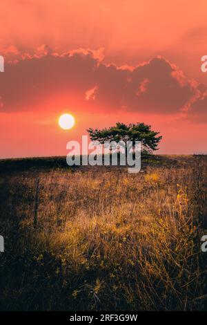 Einsamer Baum in einer Landschaft. Das ähnelt der afrikanischen Steppe. Eine große rote Sonne geht am Horizont direkt hinter dem Baum auf. Romantischer Morgen Stockfoto