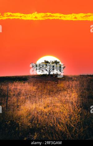 Einsamer Baum in einer Landschaft. Das ähnelt der afrikanischen Steppe. Eine große rote Sonne geht am Horizont direkt hinter dem Baum auf. Romantischer Morgen Stockfoto