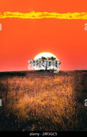 Einsamer Baum in einer Landschaft. Das ähnelt der afrikanischen Steppe. Eine große rote Sonne geht am Horizont direkt hinter dem Baum auf. Romantischer Morgen Stockfoto