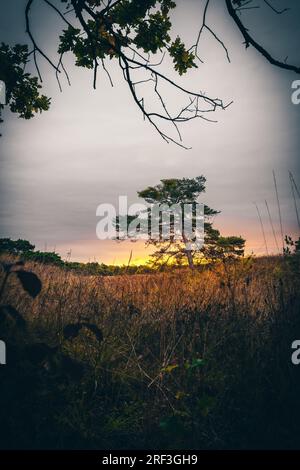 Einsamer Baum in einer Landschaft. Das ähnelt der afrikanischen Steppe. Eine große rote Sonne geht am Horizont direkt hinter dem Baum auf. Romantischer Morgen Stockfoto
