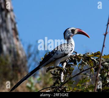 Afrikanischer Rotschnabelhornvogel auf einem Busch im Ruaha-Nationalpark 01, Tansania. Zazu Stockfoto