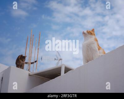 Katzen liegen auf den Dächern der weißen Häuser der Stadt Lindos. Streunende oder wilde Katzen auf der Insel Rhodos in Griechenland. Historisches Wahrzeichen in der Altstadt. Stockfoto