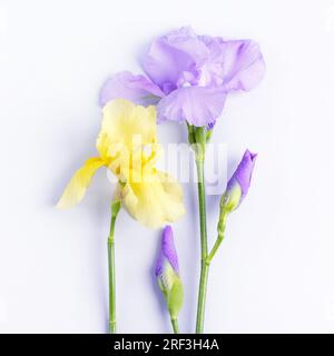 Gelbe und blaue Irisblüten. Grußkarte für Muttertag, Valentinstag, Geburtstag. Stockfoto