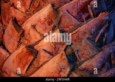 Nahaufnahme des Trachycarpus-Palmenstamms mit Holz und Textur Stockfoto