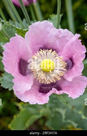 Nahaufnahme eines wunderschönen pinkfarbenen und violetten Sommer-Opiummohns (Papaver somniferum) Stockfoto