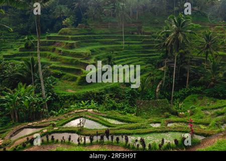 Tegallalang Rice Terrace, eine Reihe von arrangierten Paddies in ubud, bali, indonesien Stockfoto