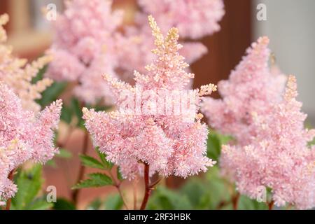 Nahaufnahme der wunderschönen blühenden lachsroten Schwester Theresa Astilbe Blume; Astilbe x arendsii „Sister Theresa“ Stockfoto