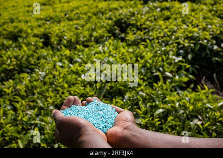 Kiambu County Limuru Tea Farm Plantage im Kiambu County, Kenia Tea ist ein aromatisches Getränk, das durch Gießen von heißem oder kochendem Wasser über das ausgehärtete oder fr Stockfoto