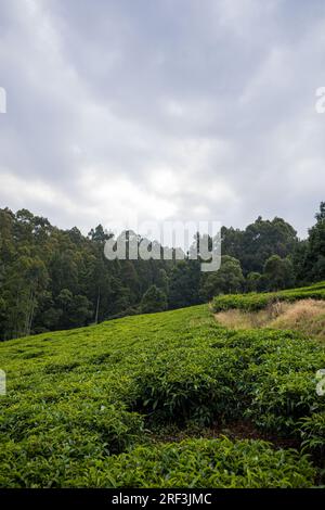 Kiambu County Limuru Tea Farm Plantage im Kiambu County, Kenia Tea ist ein aromatisches Getränk, das durch Gießen von heißem oder kochendem Wasser über das ausgehärtete oder fr Stockfoto