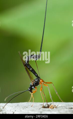 Black and Orange Female Parasitic Ichneumonid Wasp, Ephialtes Manifestator, Laying Eggs Showing Long Ovipositor, New Forest, Hampshire UK Stockfoto