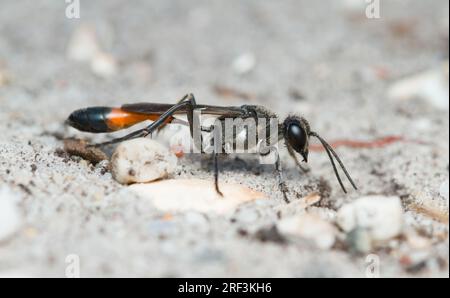 Side View of A Red Banded Sand Wasp, Ammophilinae sub family, poss. Ammophila sabulosa ruht auf Sandy Ground, New Forest UK Stockfoto