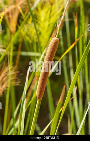 Typha angustifolia, Wasserpflanze mit kleinem Kattail, Spanien. Stockfoto