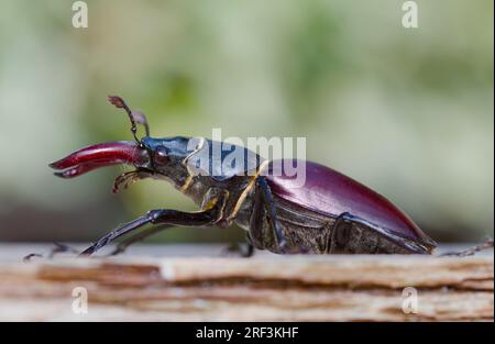 Seitenansicht Eines männlichen Hirschkäfers, Lucanus cervus, auf Dead Wood mit großem Weißen, New Forest UK Stockfoto