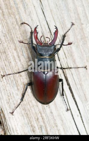 Blick von oben auf Einen männlichen Hirschkäfer, Lucanus cervus, auf Dead Wood mit großen Weißen, New Forest UK Stockfoto