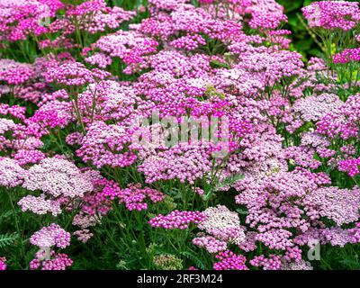 Achillea millefolium Garten Schafgarbe Sommerbeeren Blumen Stockfoto