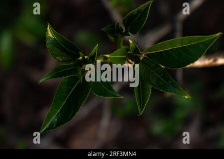 Frische Blumendetails mit grünem Laub und lebendigen Farben. Makrofotografie in der Natur. Stockfoto