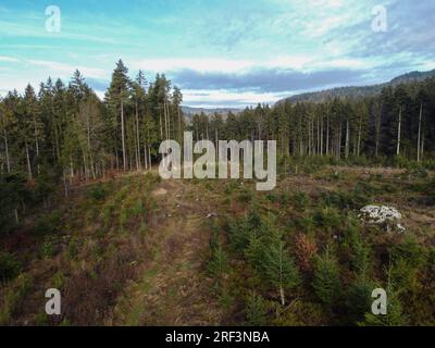 Waldverödung und Wiederaufforstung durch den Klimawandel in Bayern im Wald Stockfoto