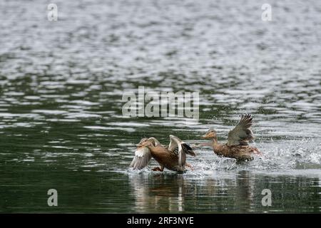 anas platyrhynchos, eine wilde Ente, die mit Wasserspritzern auf einem See abhebt. Stockfoto