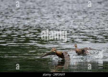 anas platyrhynchos, eine wilde Ente, die mit Wasserspritzern auf einem See abhebt. Stockfoto