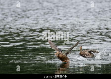 anas platyrhynchos, eine wilde Ente, die mit Wasserspritzern auf einem See abhebt. Stockfoto