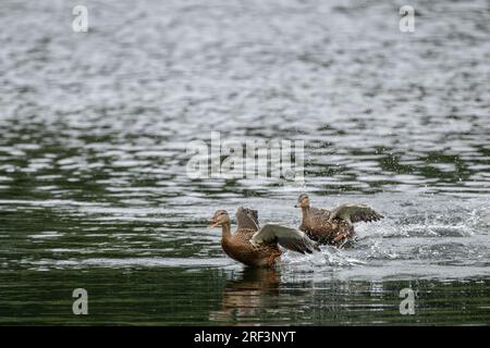 anas platyrhynchos, eine wilde Ente, die mit Wasserspritzern auf einem See abhebt. Stockfoto