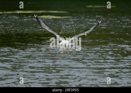 Erwachsene Heringsmöwe im Flug. Erwachsene Heringsmöwe, Larus argentatus, die von einem See abhebt. Stockfoto