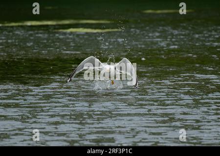 Erwachsene Heringsmöwe im Flug. Erwachsene Heringsmöwe, Larus argentatus, die von einem See abhebt. Stockfoto