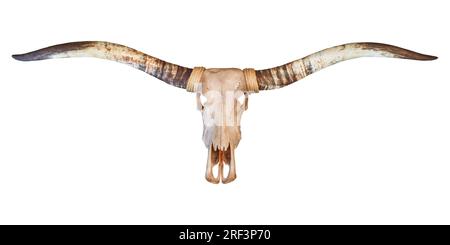 Schädel eines Longhornstiers isoliert auf weißem Hintergrund Stockfoto