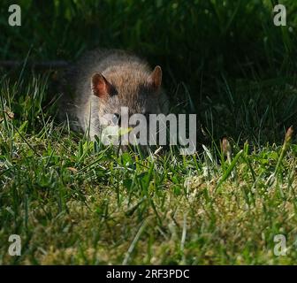 Ratten sind verschiedene mittelgroße Langschwanznagetiere. Rattenarten werden in der gesamten Ordnung Rodentia gefunden Stockfoto