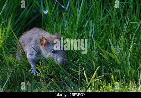 Ratten sind verschiedene mittelgroße Langschwanznagetiere. Rattenarten werden in der gesamten Ordnung Rodentia gefunden Stockfoto