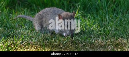 Ratten sind verschiedene mittelgroße Langschwanznagetiere. Rattenarten werden in der gesamten Ordnung Rodentia gefunden. Stockfoto